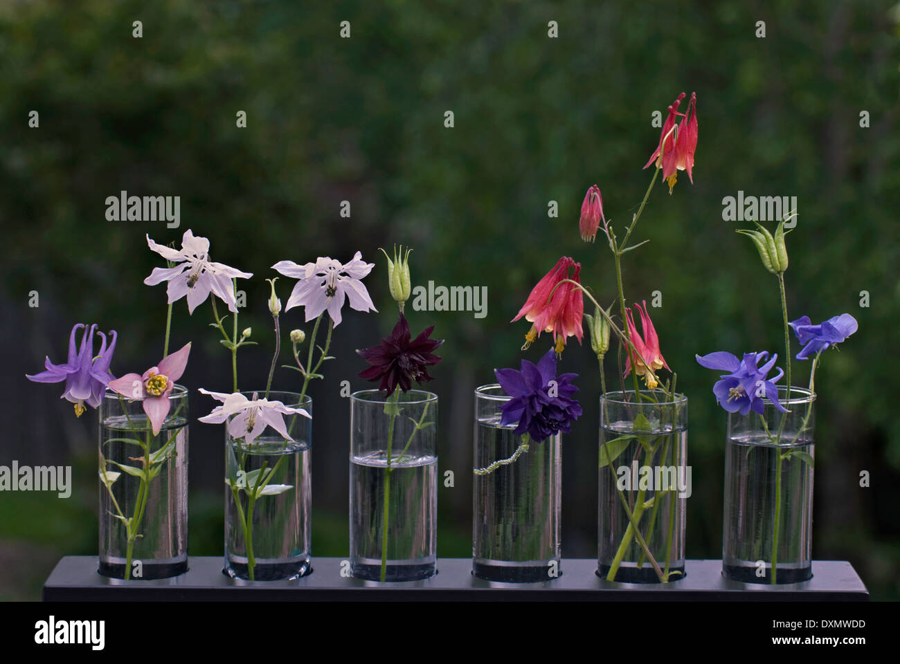 Various Aquilegia  varieties in display vases Stock Photo