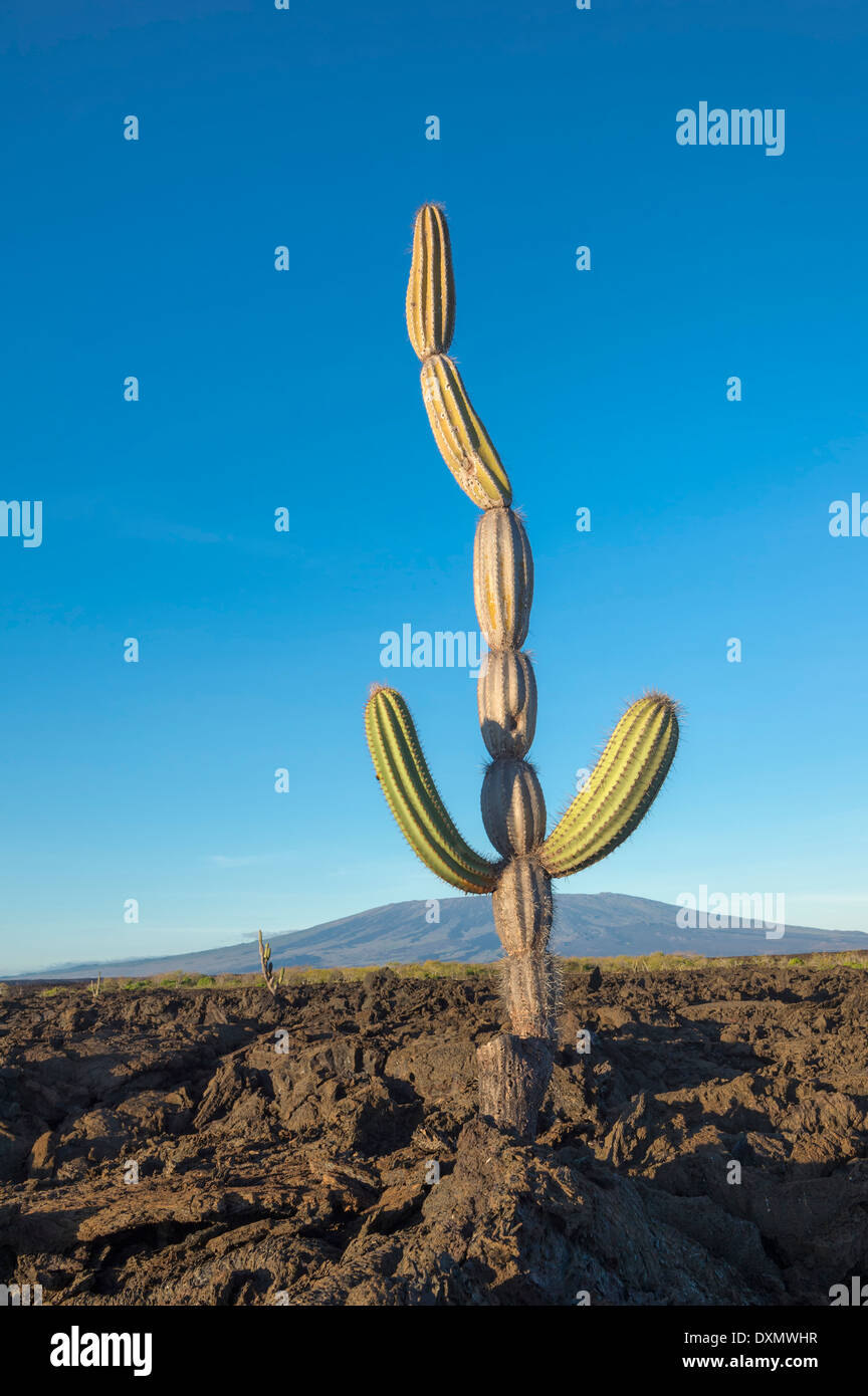 Candelabra Cactus (Jasminocereus thouarsii) in the volcanic landscape