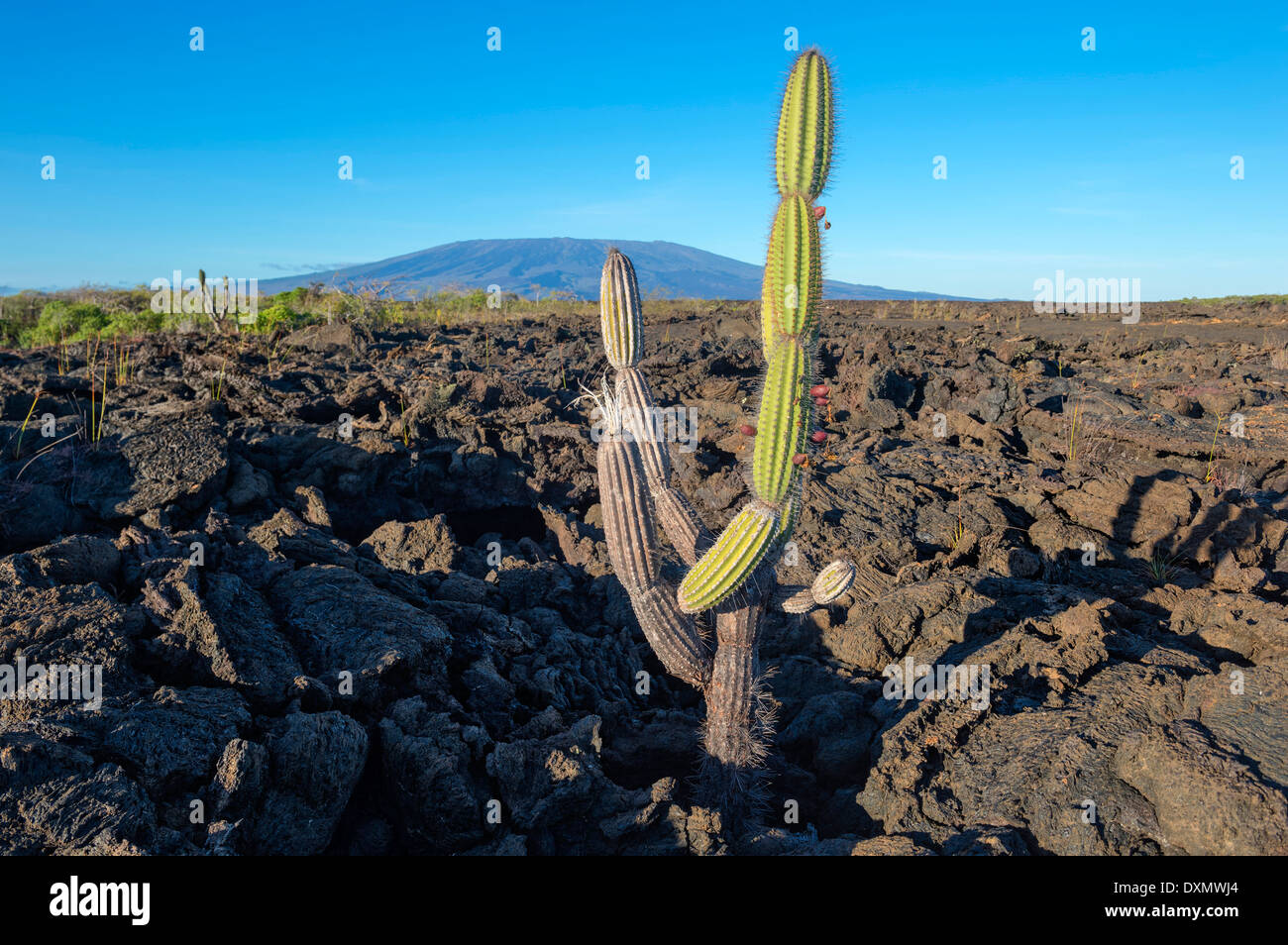 Candelabra cactus hires stock photography and images Alamy