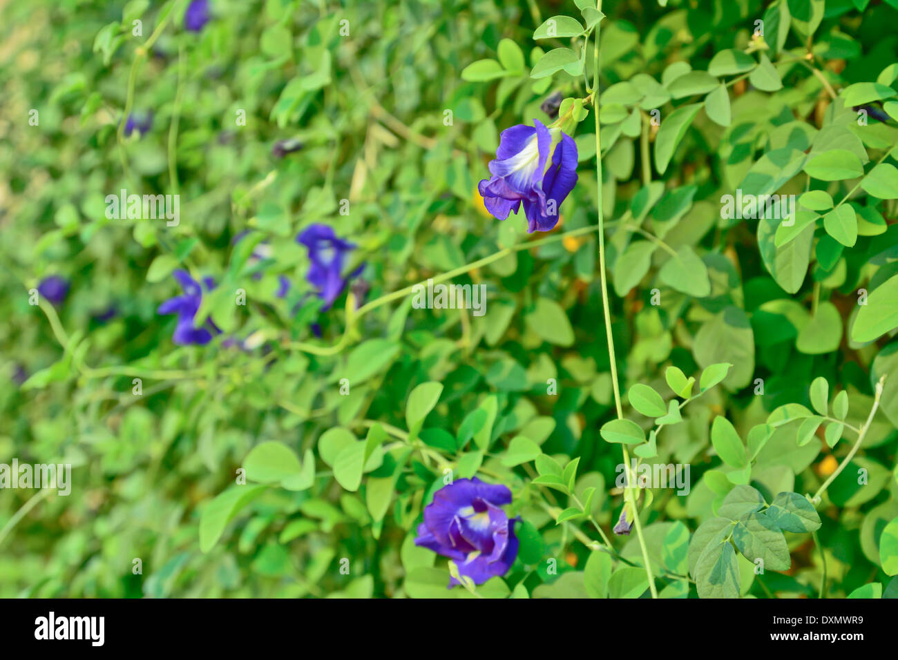 Butterfly pea flower Stock Photo Alamy