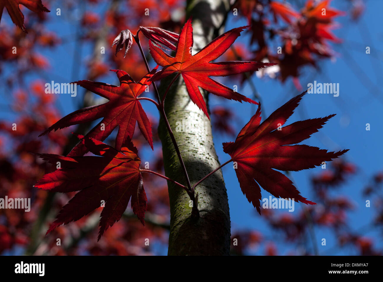 Japanese maple leaves in spring, Novato, California, USA Stock Photo