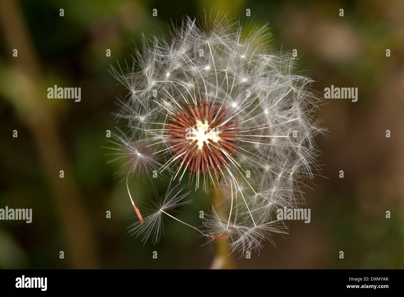Macro shot of a dandelion seed head in a private garden, Marin County, California, USA. Stock Photo