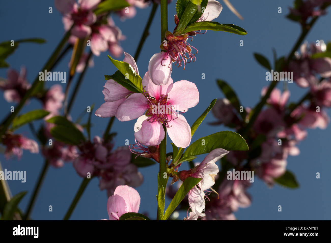 Peach blossoms in bloom, Novato, California, USA Stock Photo