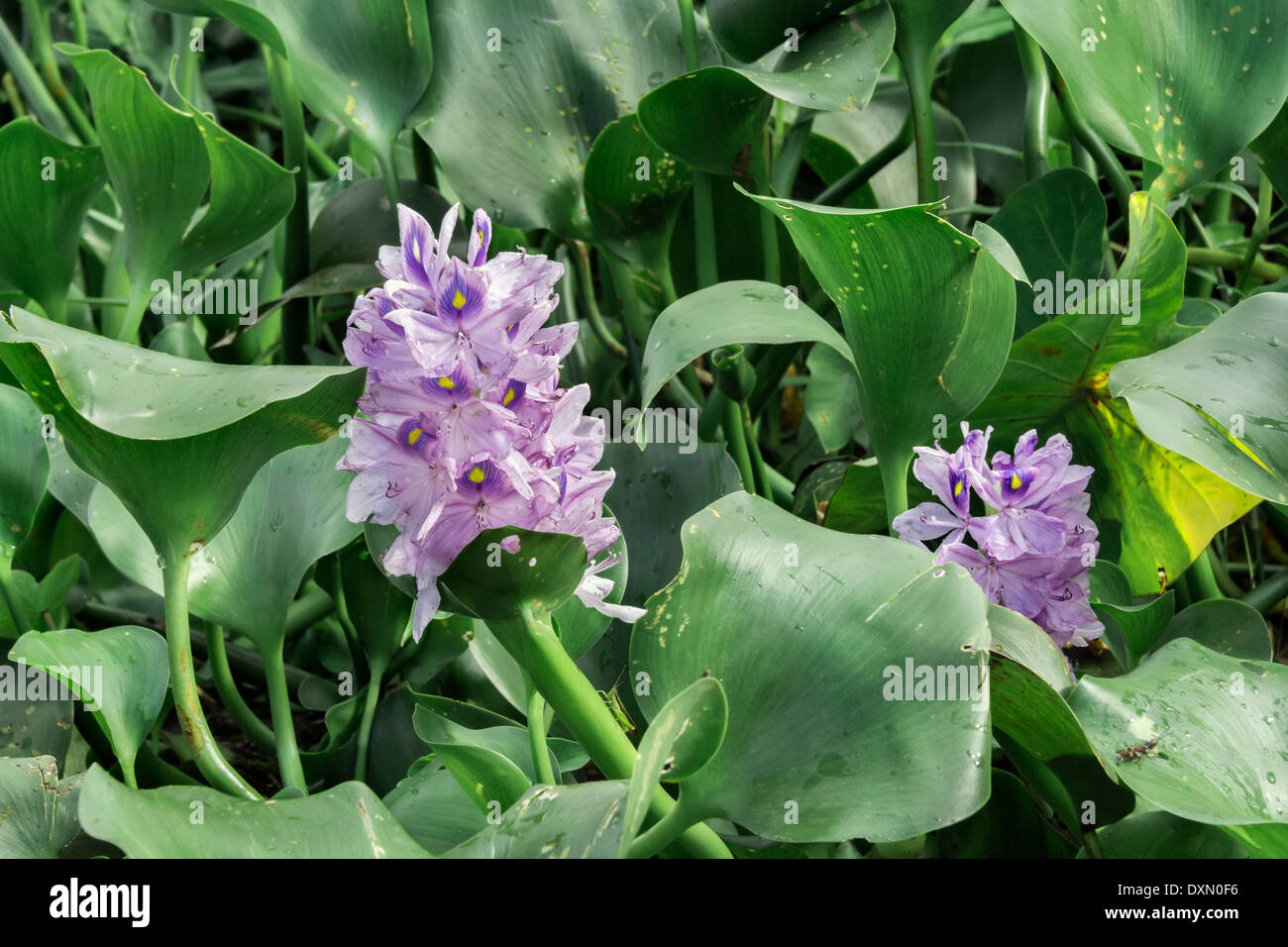 Water hyacinth leaves and flowers, Inle Lake, Myanmar Stock Photo Alamy