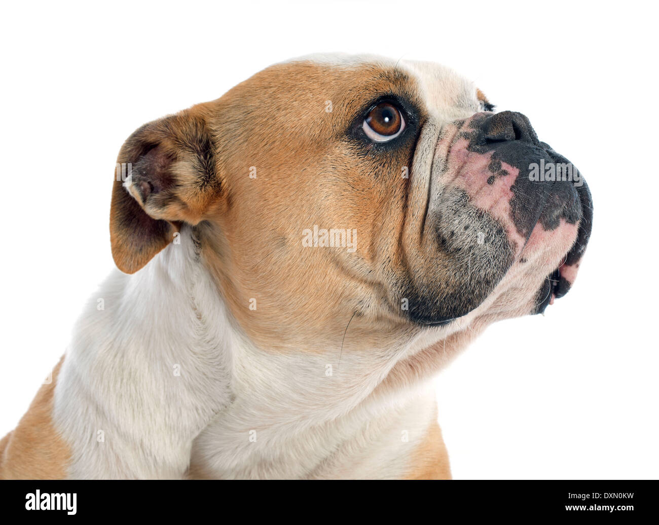 portrait of a purebred english bulldog in front of white background Stock Photo