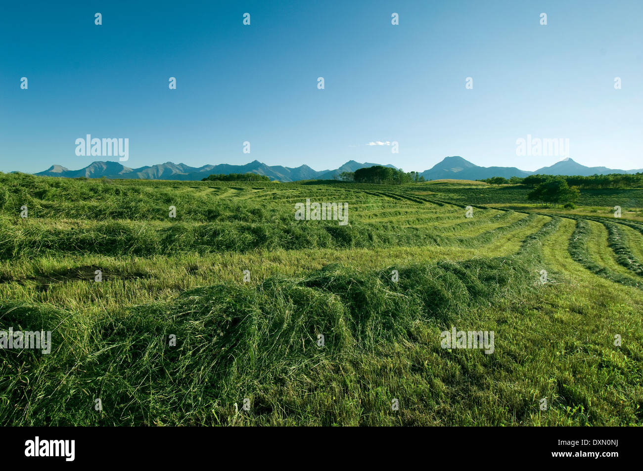Hay swaths lying in field on Alberta ranch, Foothills Country, south-western Alberta, Canada. Stock Photo