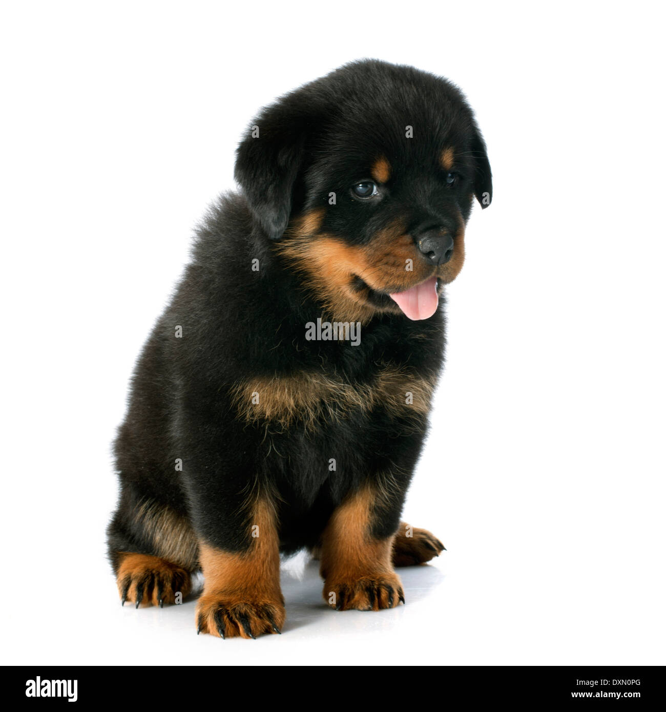 What To Feed A 45 Days Old Rottweiler Puppy