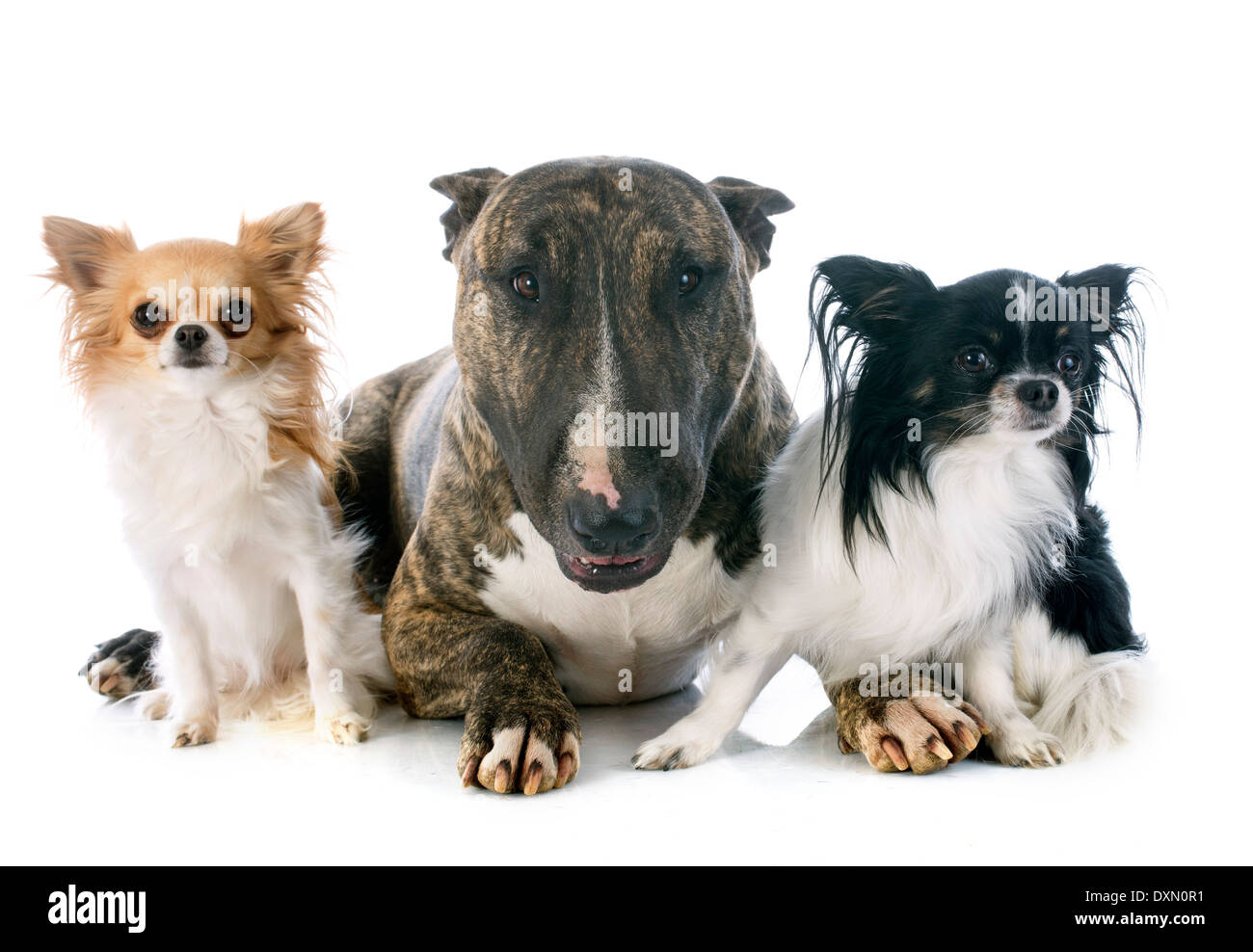bull terrier and chihuahuas in front of white background Stock Photo