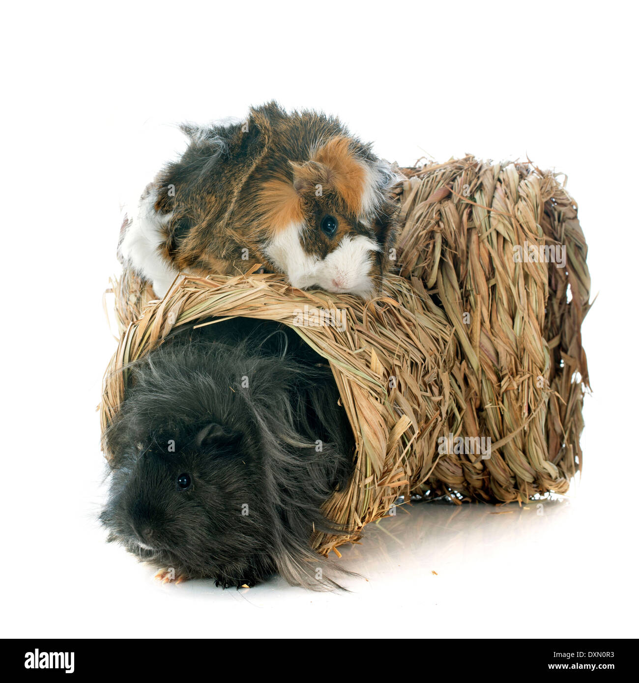 long haired guinea pigs for sale in nottingham