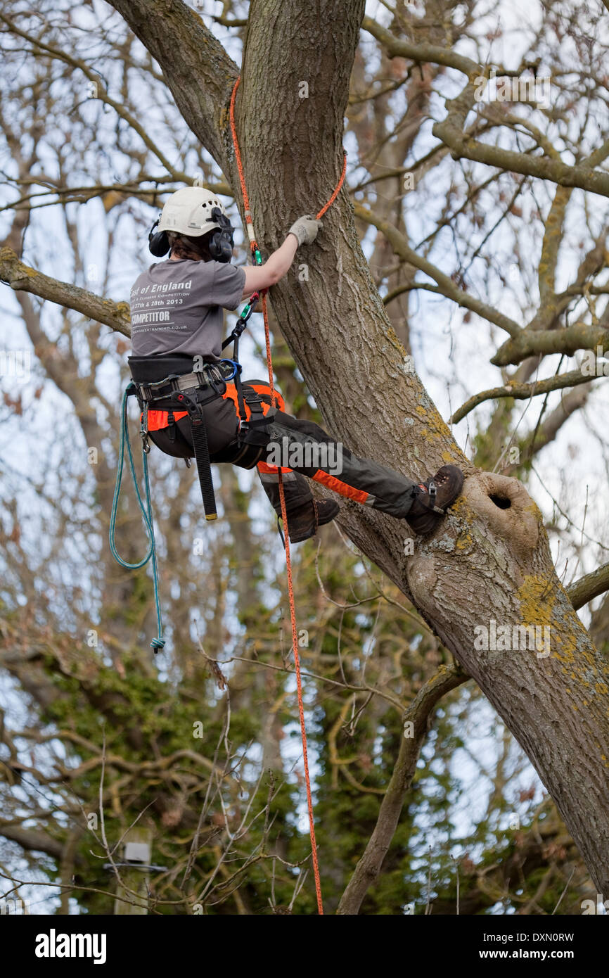 Tree Surgeon climbing and secured by safety harness to adjoining tree limbs  and branches of an Oak Tree (quercus robur Stock Photo - Alamy