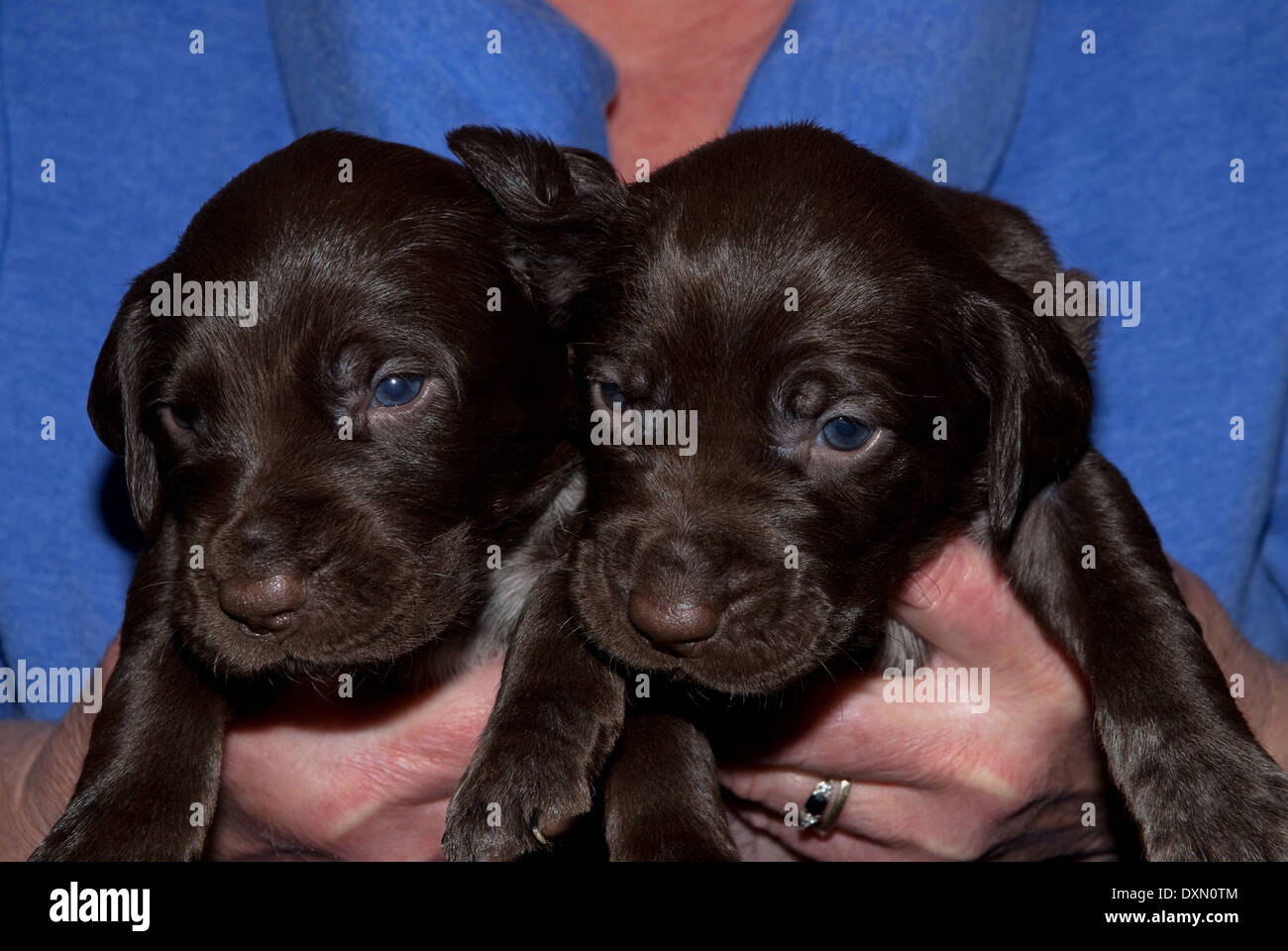 German Shorthaired Pointer Solid Liver Stock Photos German
