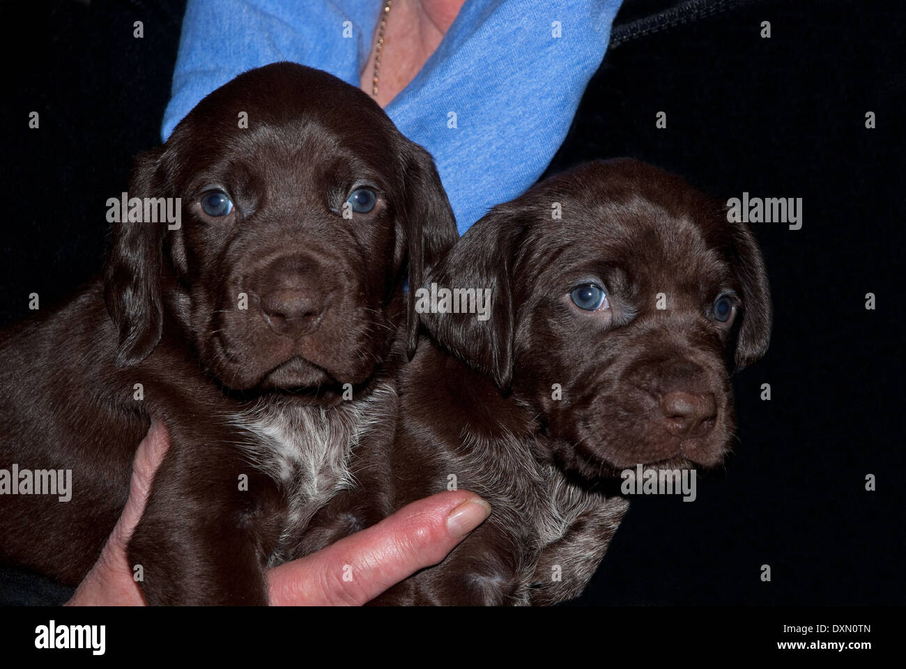 German Shorthaired Pointer Solid Liver Stock Photos German
