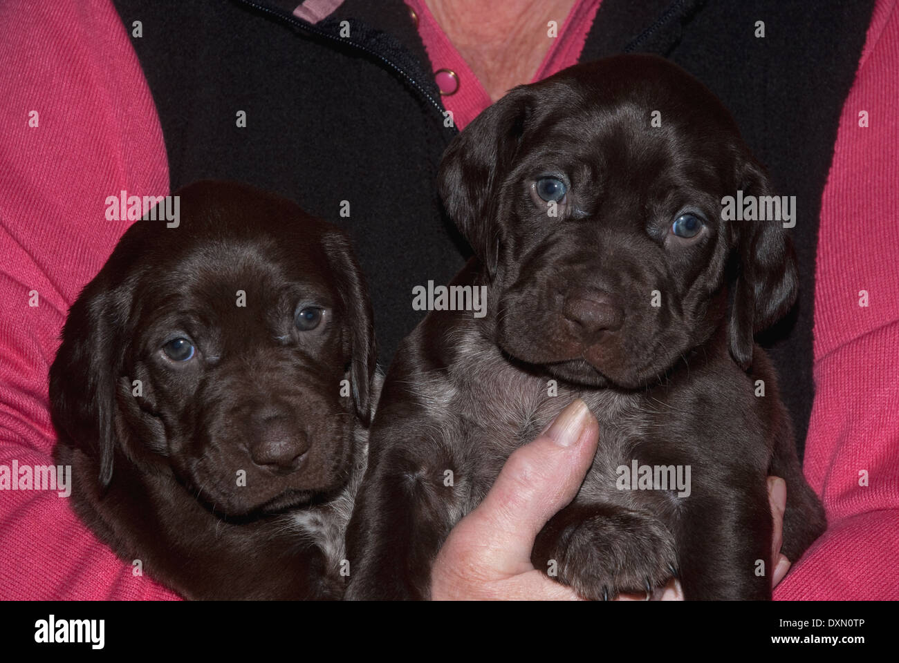 German Shorthaired Pointer Solid Liver Stock Photos German
