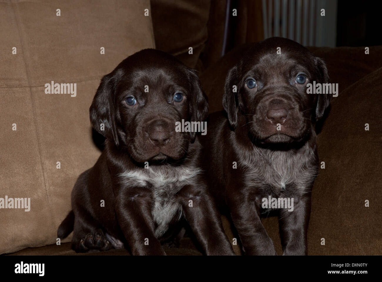German Shorthaired Pointer Solid Liver Stock Photos German