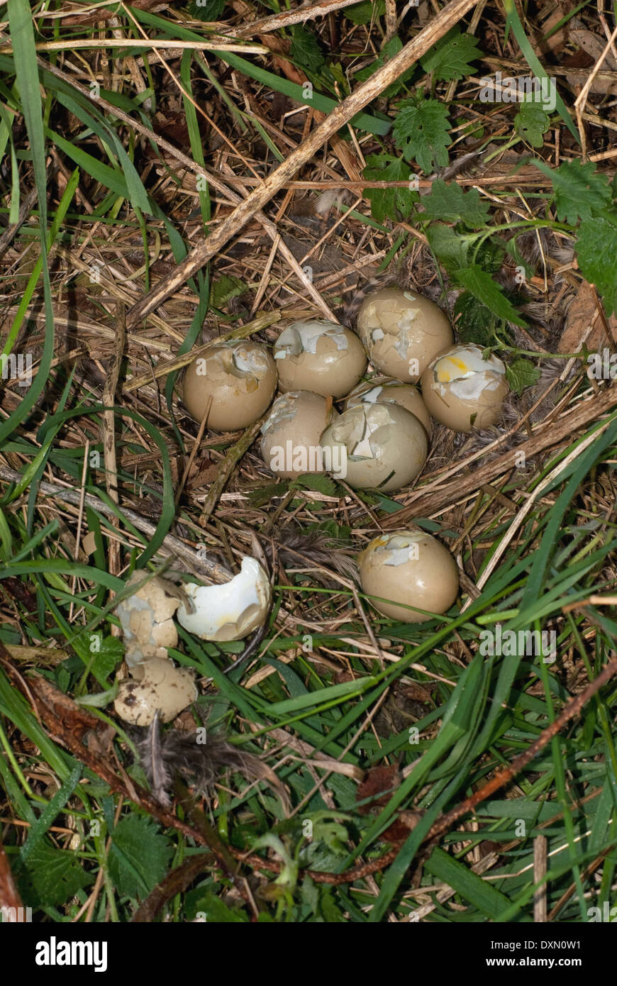 Common Pheasant eggs (Phasianus colchicus) and nest predated by magpies (Pica pica) Stock Photo