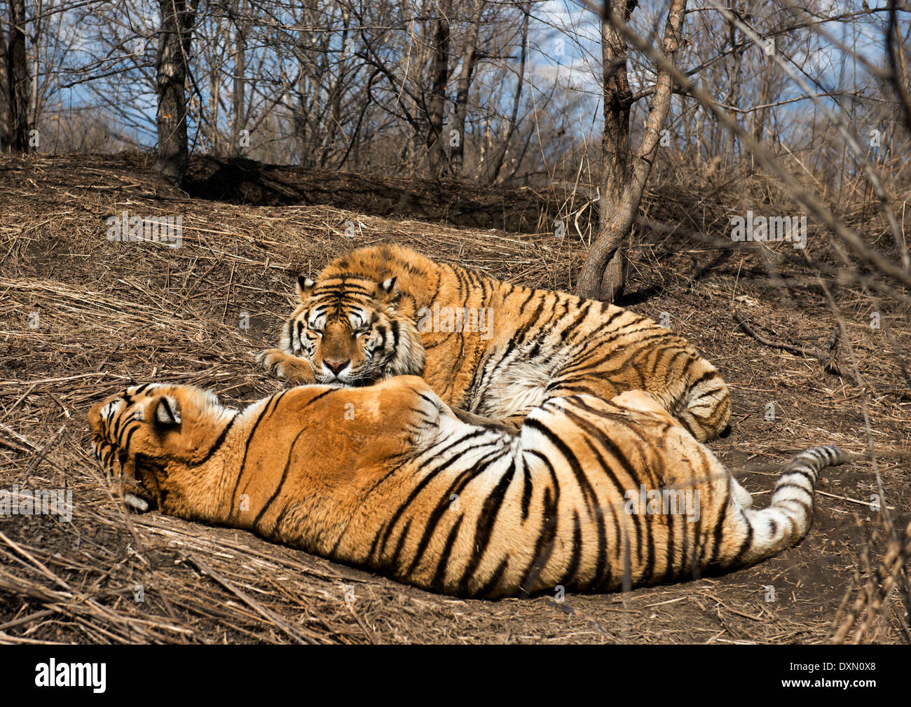 Guangdong tigers hi-res stock photography and images - Alamy