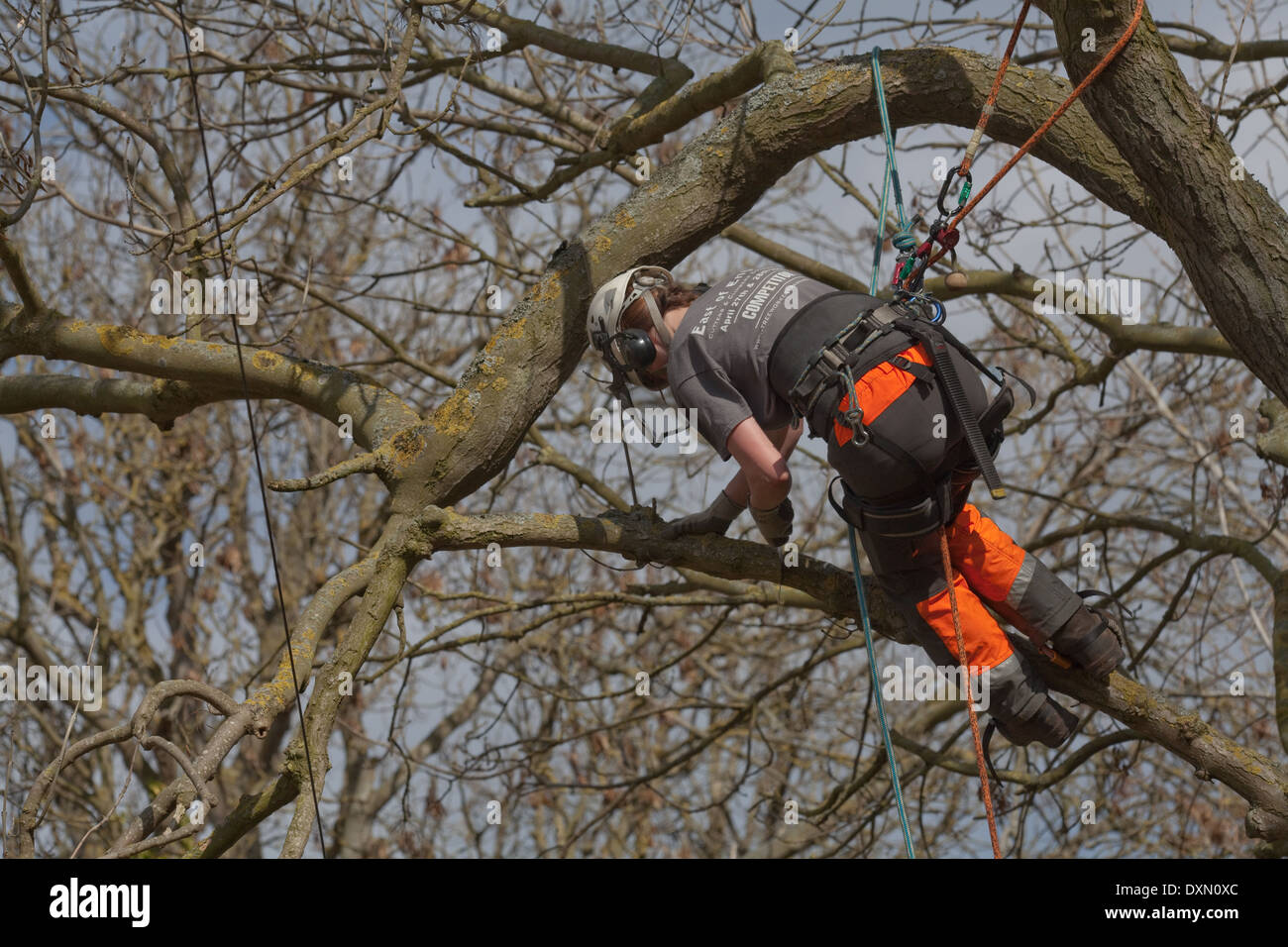 Tree Surgeon climbing secured by safety harness to adjoining tree limbs