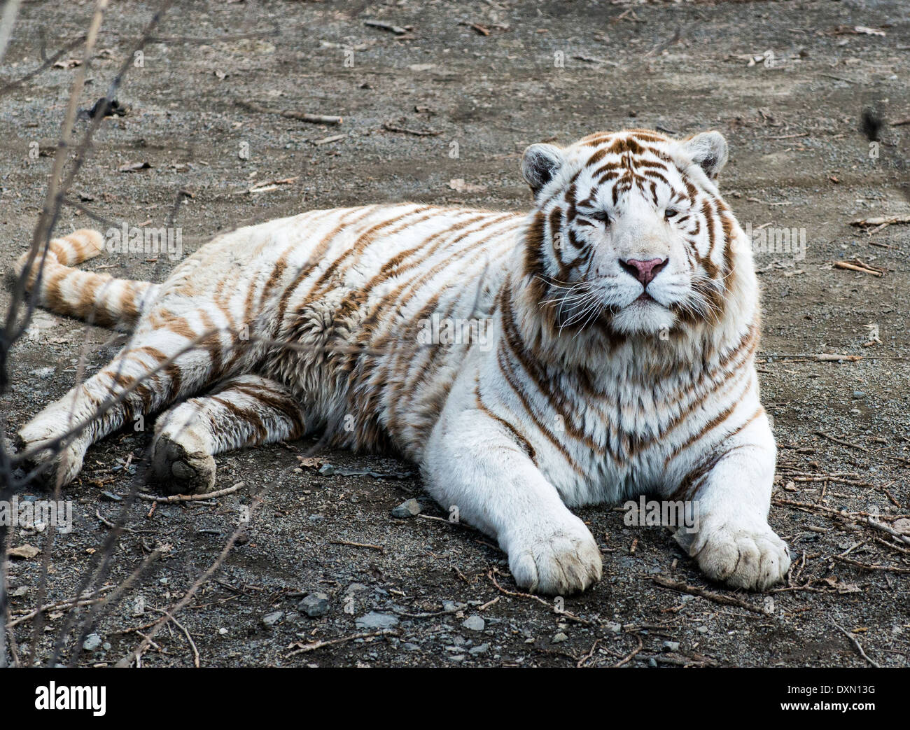 White Bengali Tiger