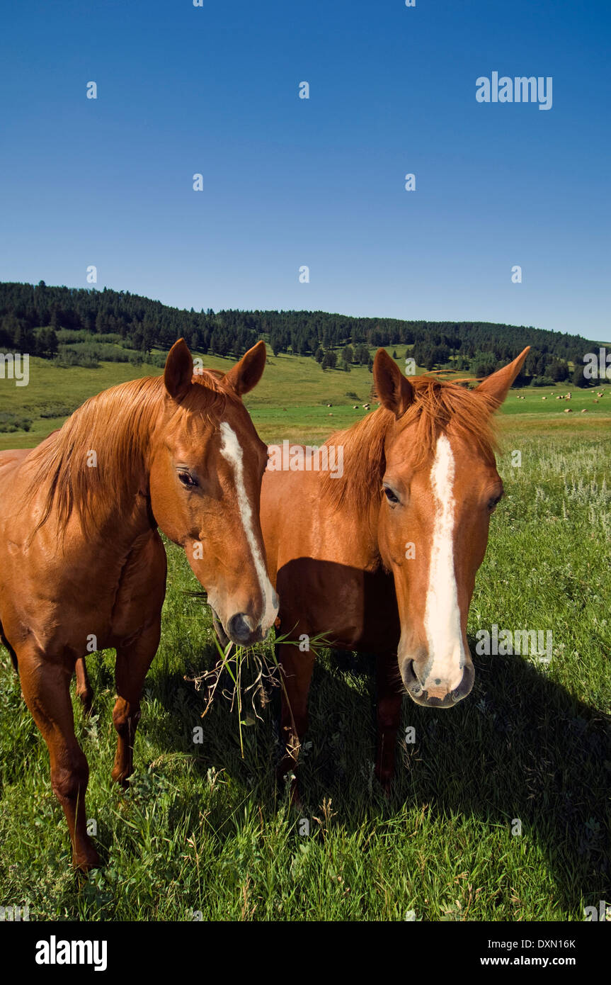Horses in Alberta field. Canada Stock Photo