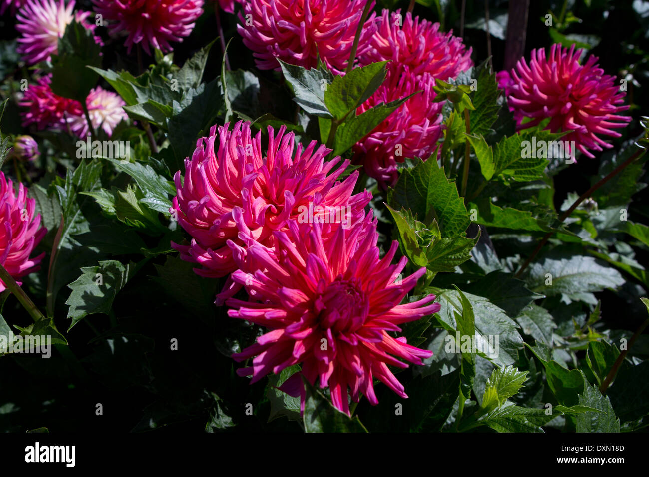 Pink dahlia flowers in the Dahlia Garden, Conservatory of Flowers
