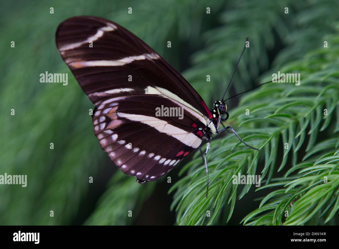 Side view of a Zebra Longwing (Heliconius charitonius) butterfly Stock Photo