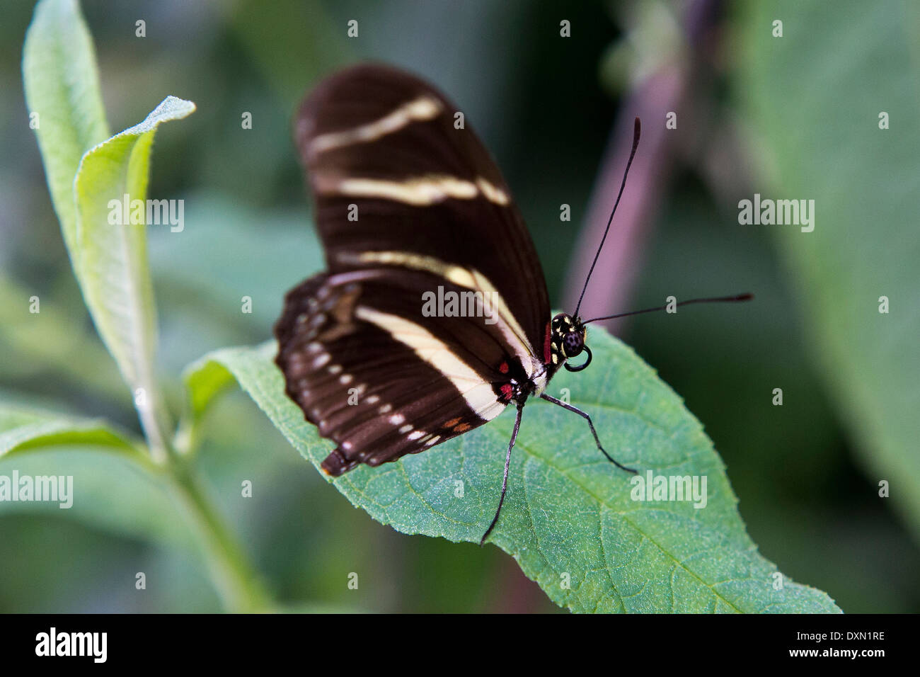 Side view of a Zebra Longwing (Heliconius charitonius) butterfly on a green leaf Stock Photo