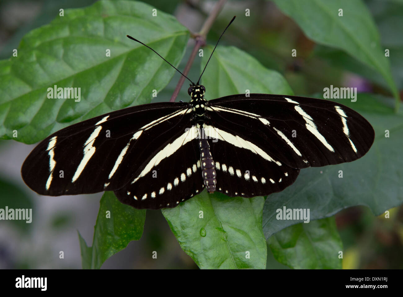 Zebra longwing (Heliconius charitonius) butterfly on a green leaf Stock Photo