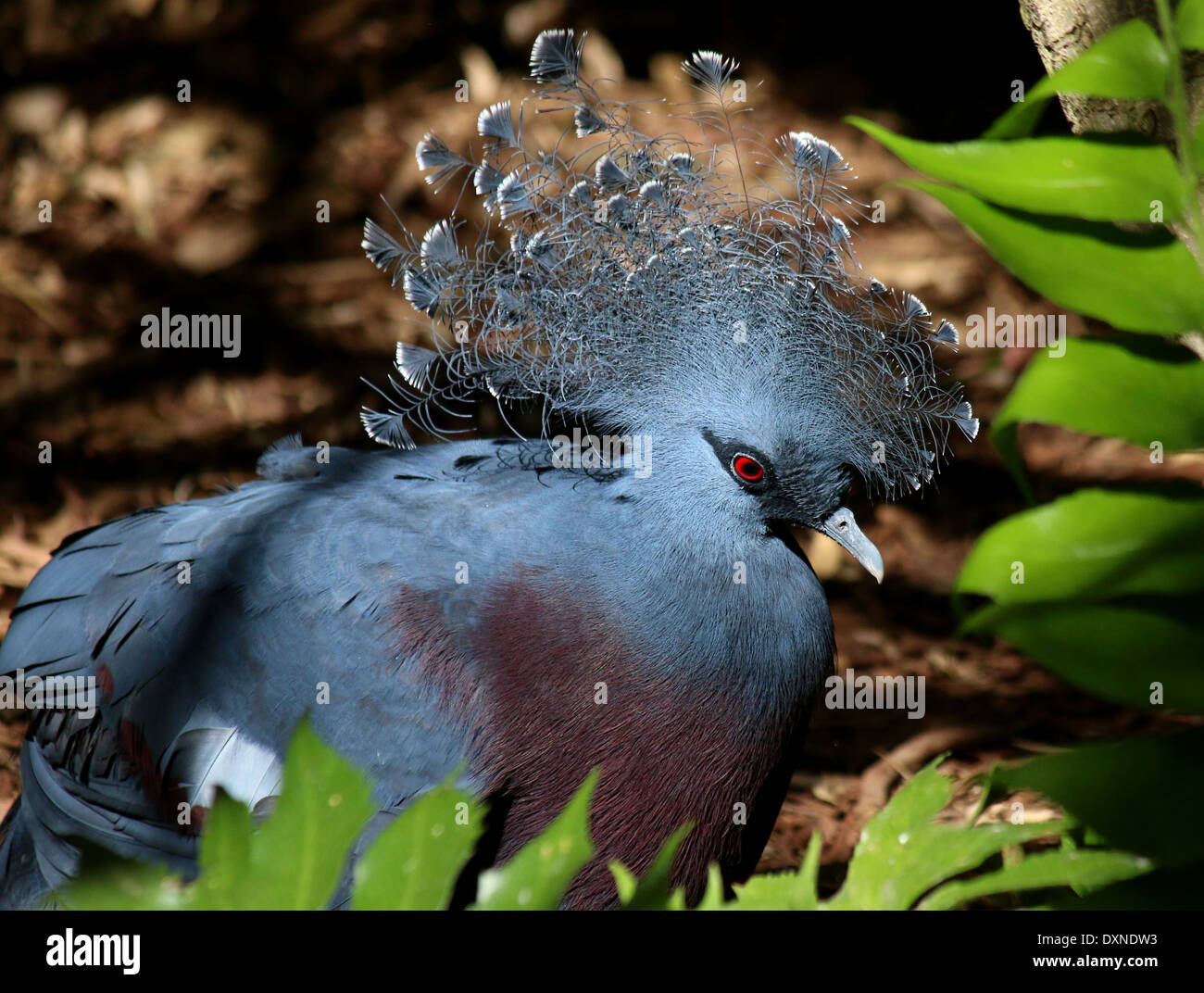 Victoria Crowned Pigeon (Goura victoria) in a natural forest setting Stock Photo