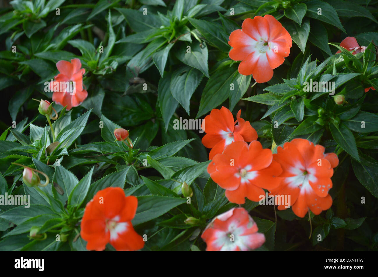 Orange and white flowers in bloom Stock Photo Alamy