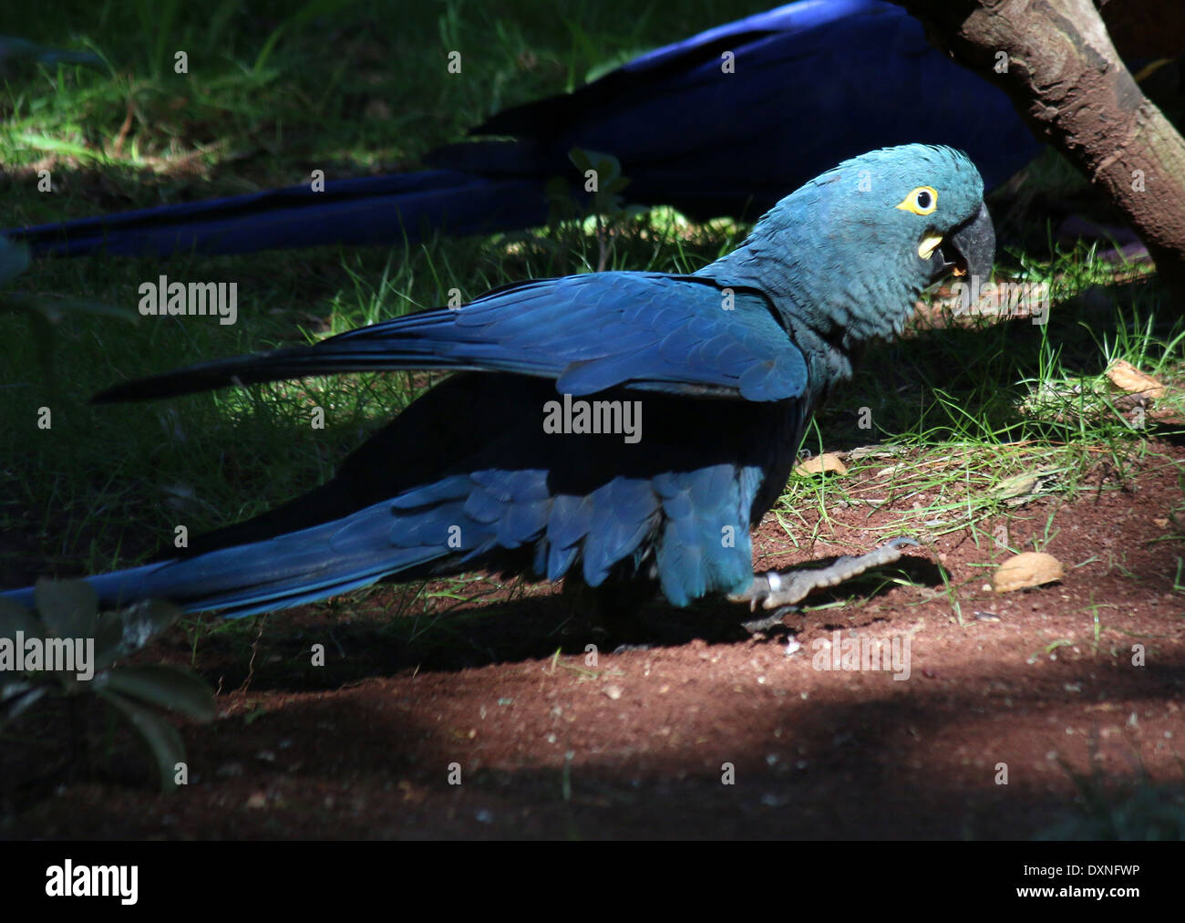 South American Hyacinth Macaw (Anodorhynchus hyacinthinus). Largest parrot species in the world, found in Brazil, Bolivia and Paraguay. Stock Photo