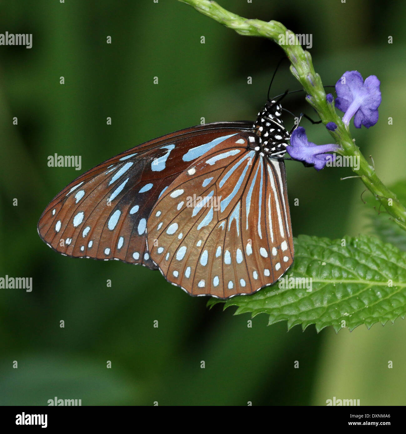 Dark Blue Tiger Butterfly (Tirumala septentrionis) foraging on a blue tropical flower Stock Photo