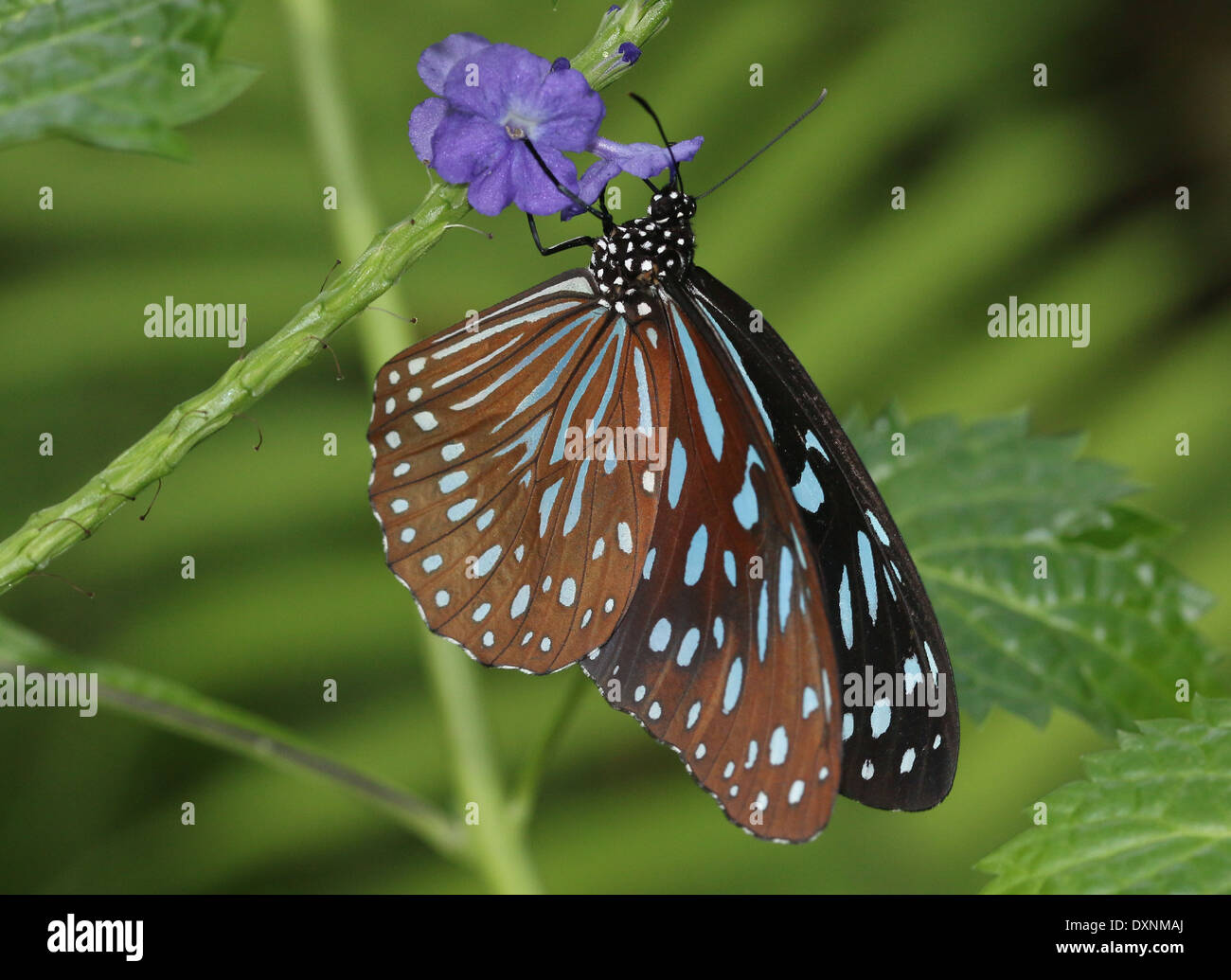 Dark Blue Tiger Butterfly (Tirumala septentrionis) foraging on a blue tropical flower Stock Photo