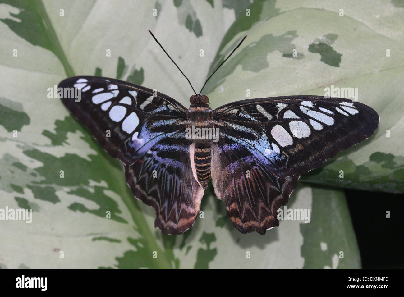 Blue  variety of the Clipper Butterfly  (Parthenos sylvia) Stock Photo