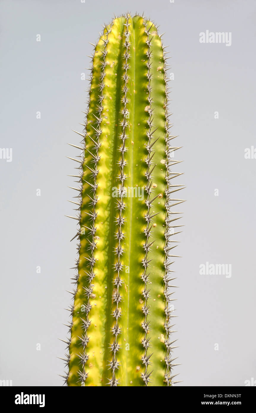 Long cactus with rows of spikes Stock Photo