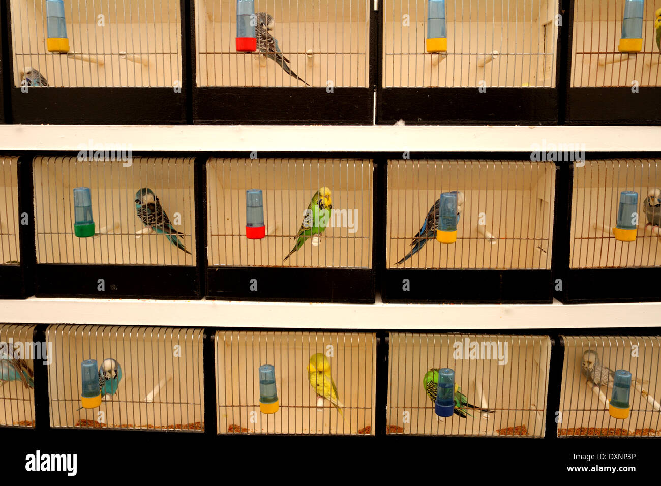 Budgies in cages at the Bahrain Animal Production Show, 2014, Bahrain International Endurance Village Stock Photo