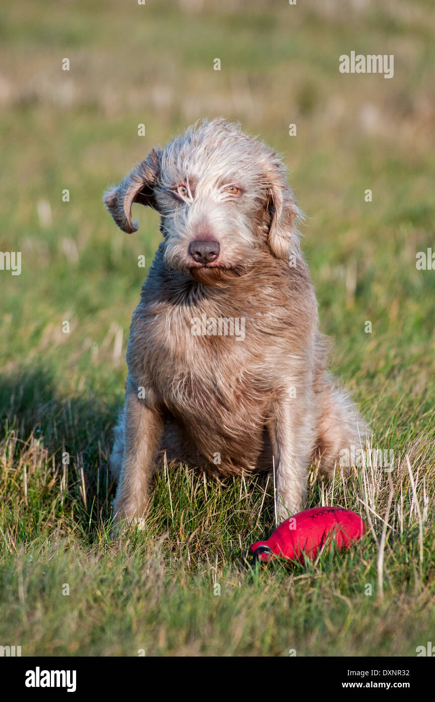 A Slovak Wirehaired Pointer, or Slovakian Rough-haired Pointer dog, during a dog training lesson with a dummy Stock Photo