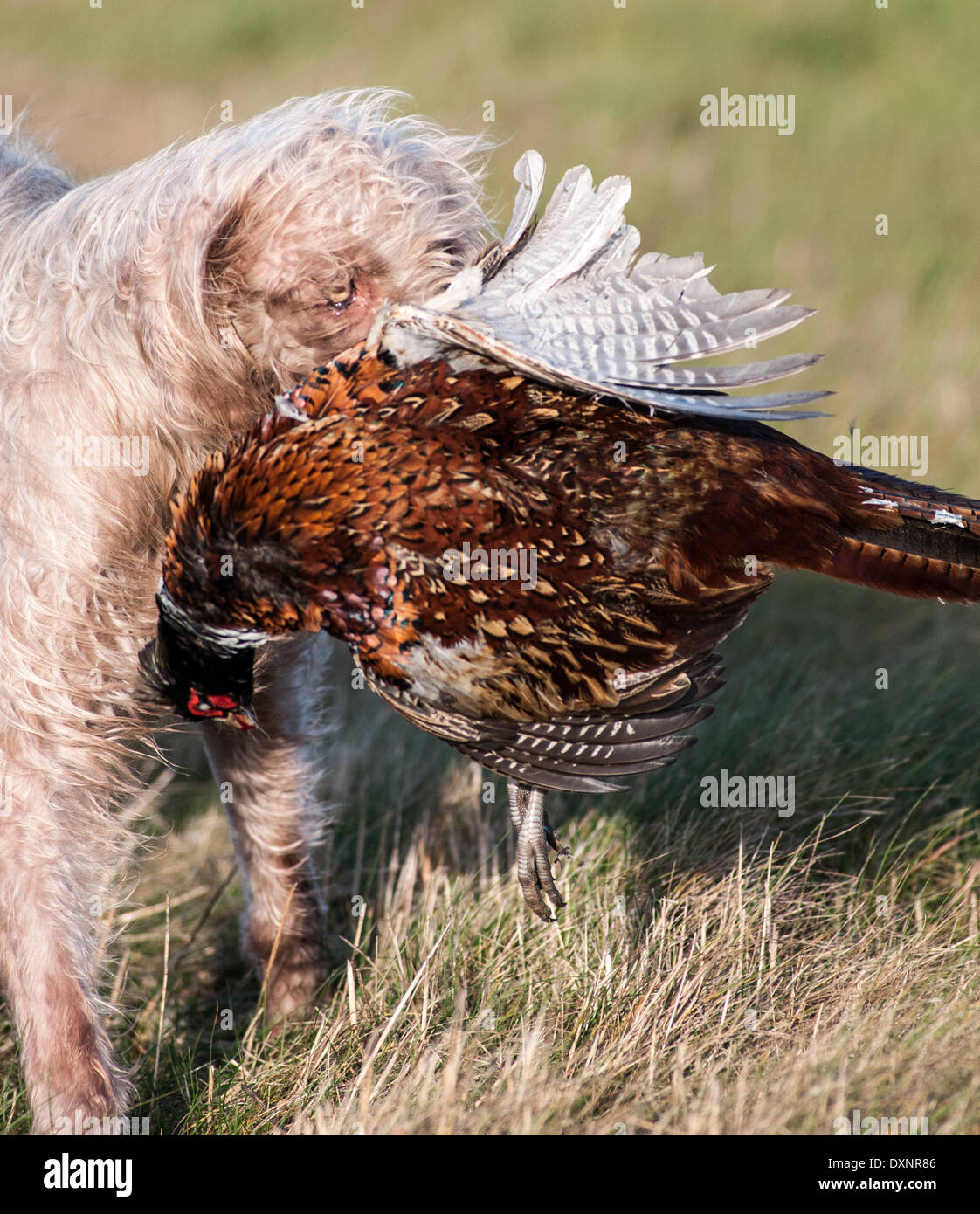 A Slovak Wirehaired Pointer, or Slovakian Rough-haired Pointer dog, with a pheasant Stock Photo