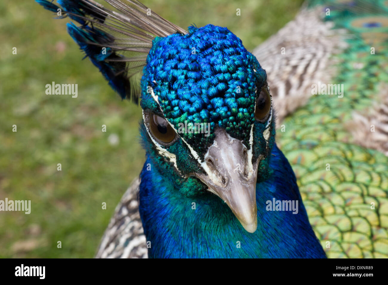Macro shot of peacocks head in colorful iridescent detail Stock Photo