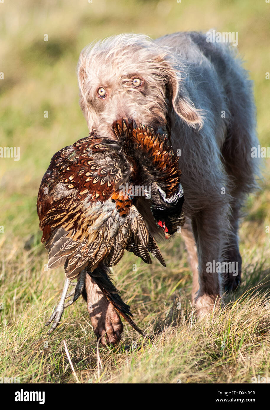 A Slovak Wirehaired Pointer, or Slovakian Rough-haired Pointer dog, with a pheasant Stock Photo