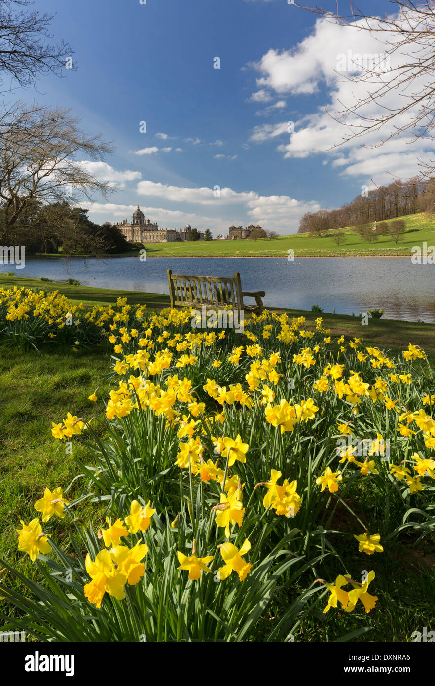 Daffodils at Castle Howard in North Yorkshire Stock Photo Alamy