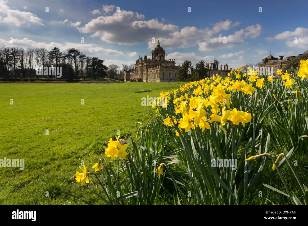 Daffodils at Castle Howard in North Yorkshire Stock Photo Alamy