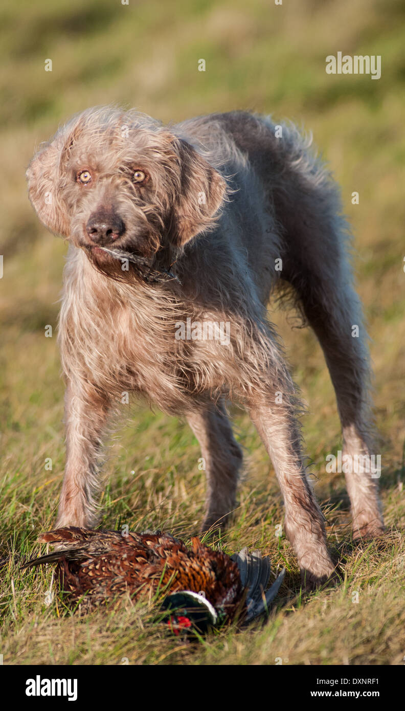 A Slovak Wirehaired Pointer, or Slovakian Rough-haired Pointer dog, with a pheasant Stock Photo