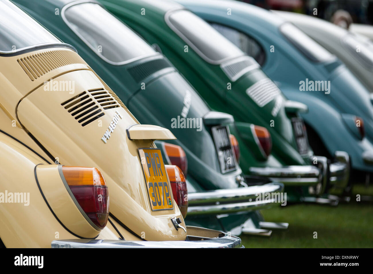 Line-up of Beetles. Stock Photo