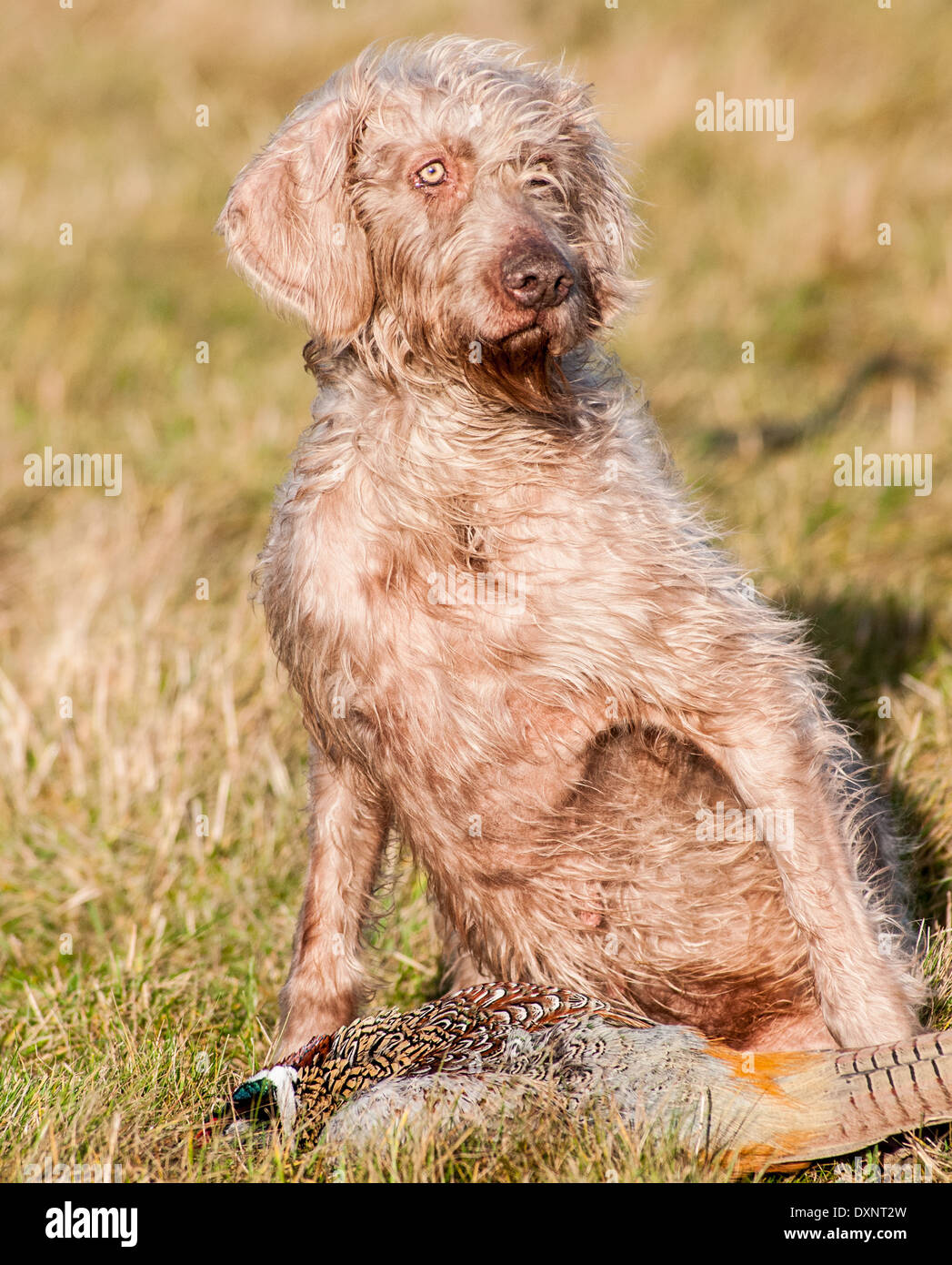 A Slovak Wirehaired Pointer, or Slovakian Rough-haired Pointer dog, with a pheasant Stock Photo