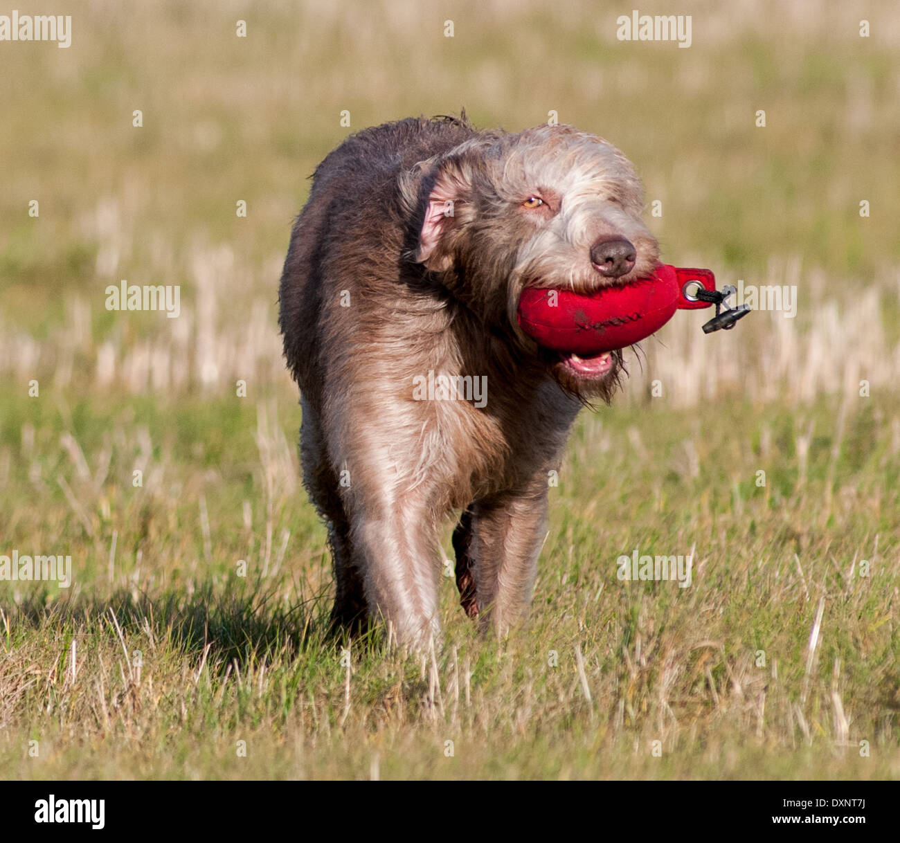 A  Slovak Wirehaired Pointer, or Slovakian Rough-haired Pointer dog, during a dog training lesson carrying a dummy Stock Photo