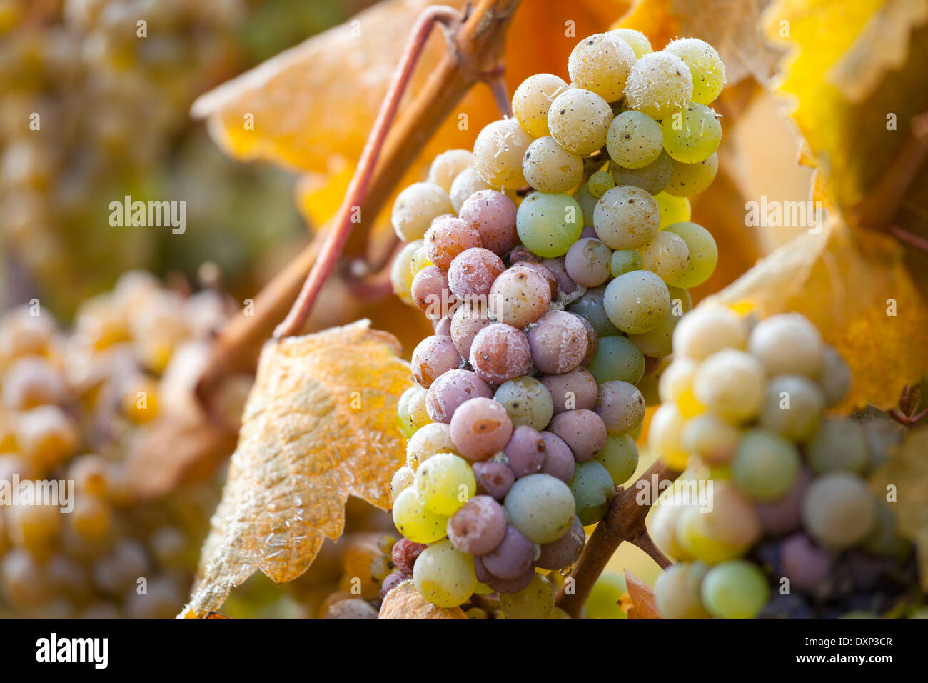 Close-up of Grapes in a Vineyard in Autumn, Mosel River Valley, Moseltal, Germany Stock Photo