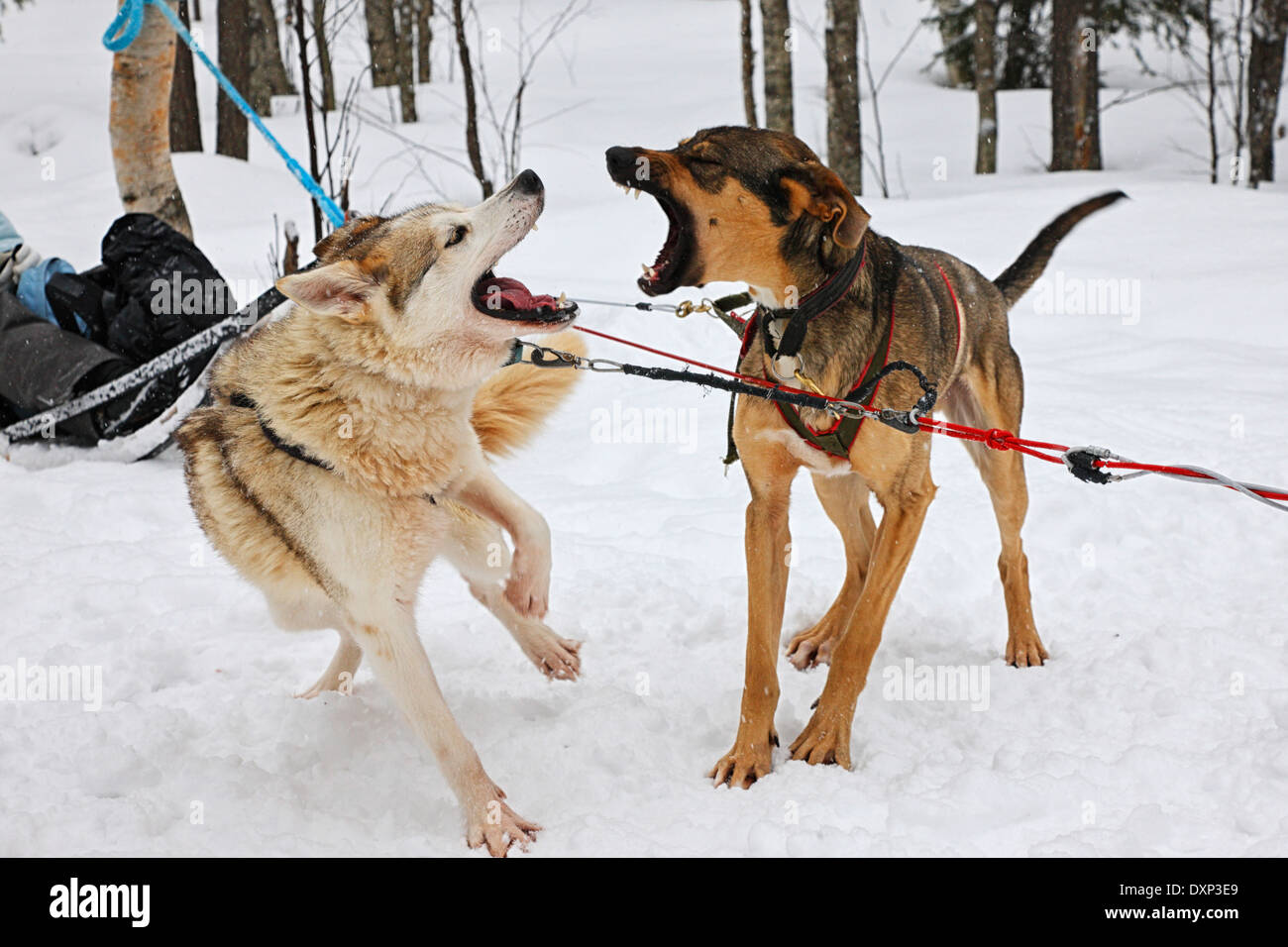 Husky dogs, Lapland Finland Stock Photo - Alamy