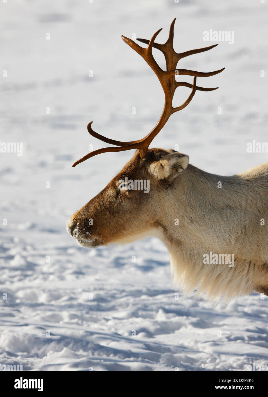 Male reindeer, Lapland Finland Stock Photo