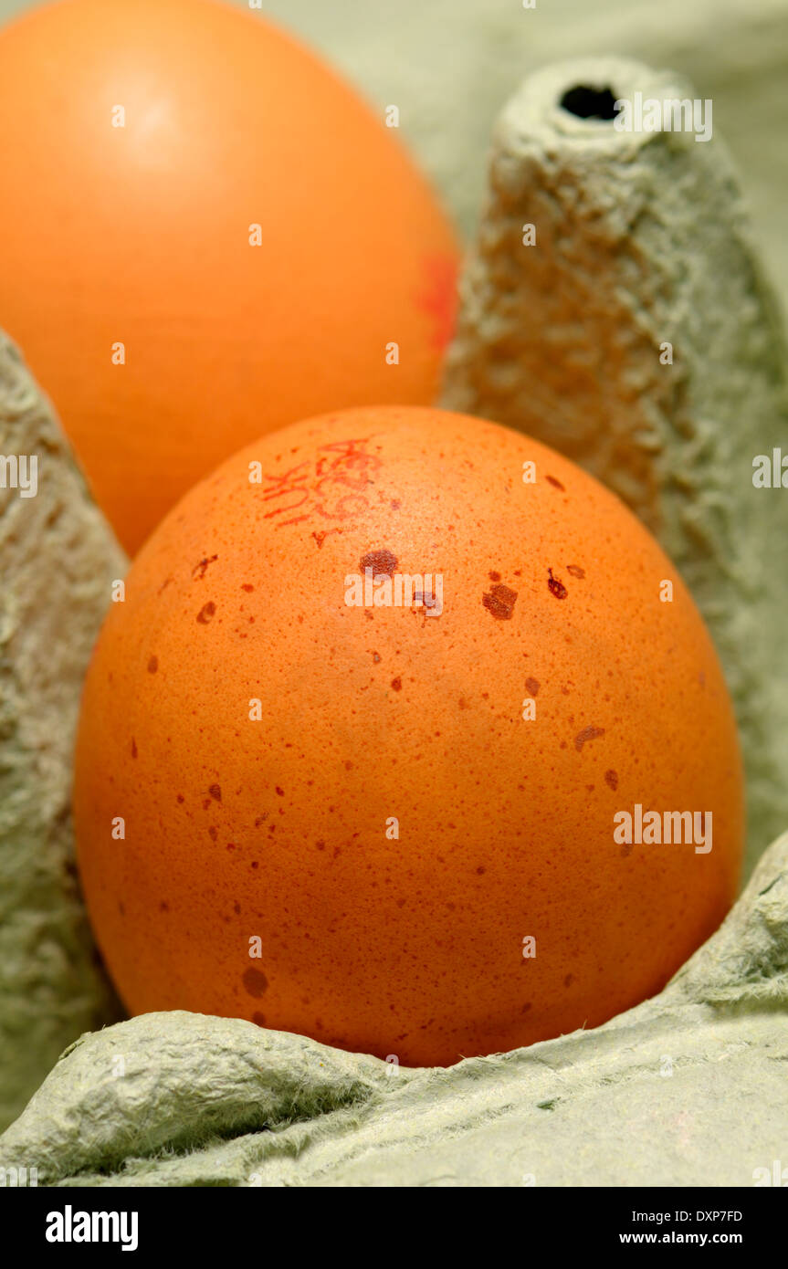 Brown egg in an egg box Stock Photo