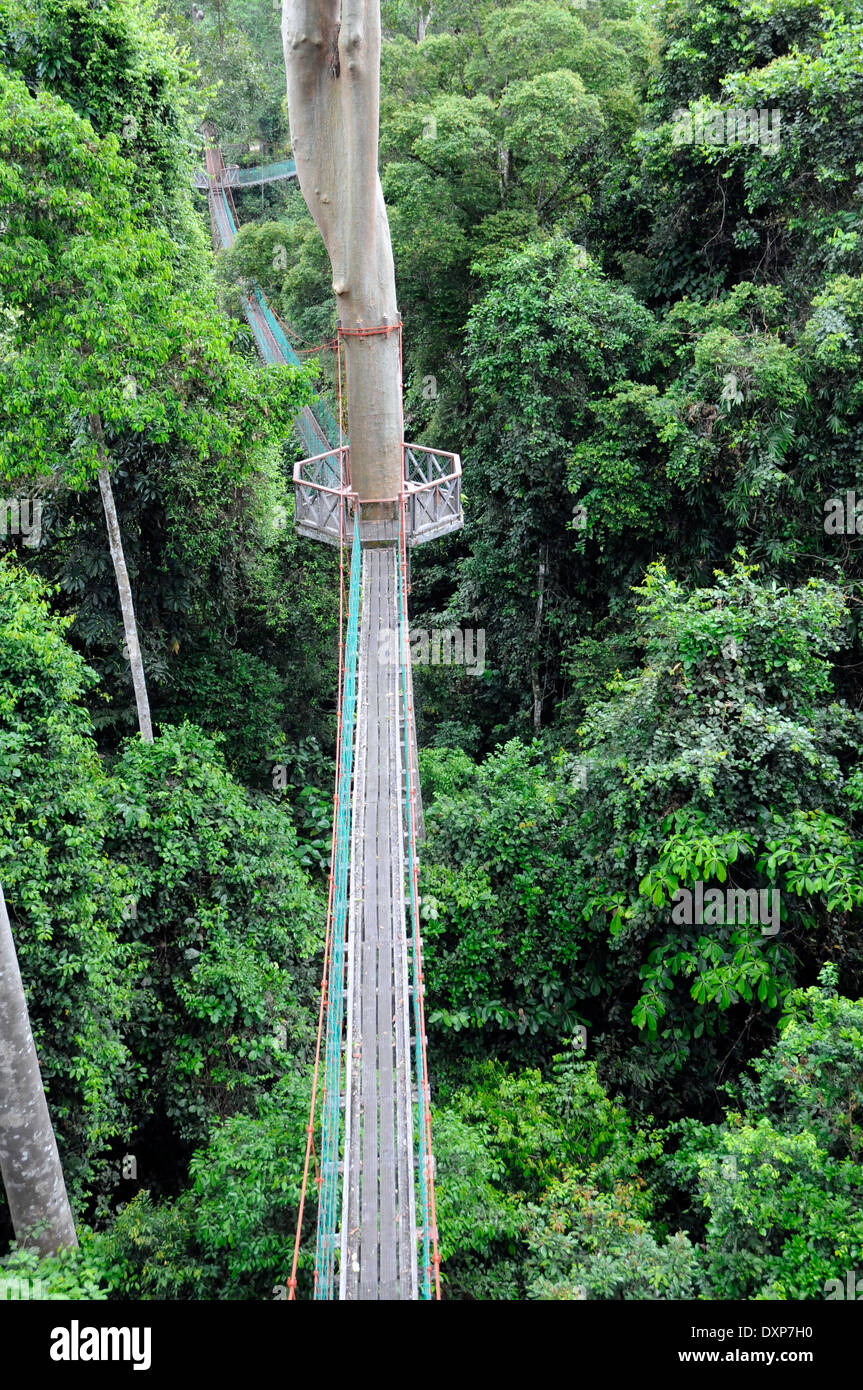 Aerial walkway, Danum valley, Borneo. The walkway enables visitors to see the wildlife of the rainforest canopy. Stock Photo
